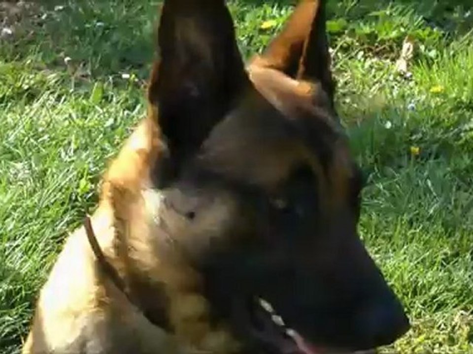 DogAttitude06 - Elevage de bergers allemands et bergers belges malinois