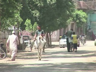 حماسة وسط استعداد مصر للانتخابات الرئاسية