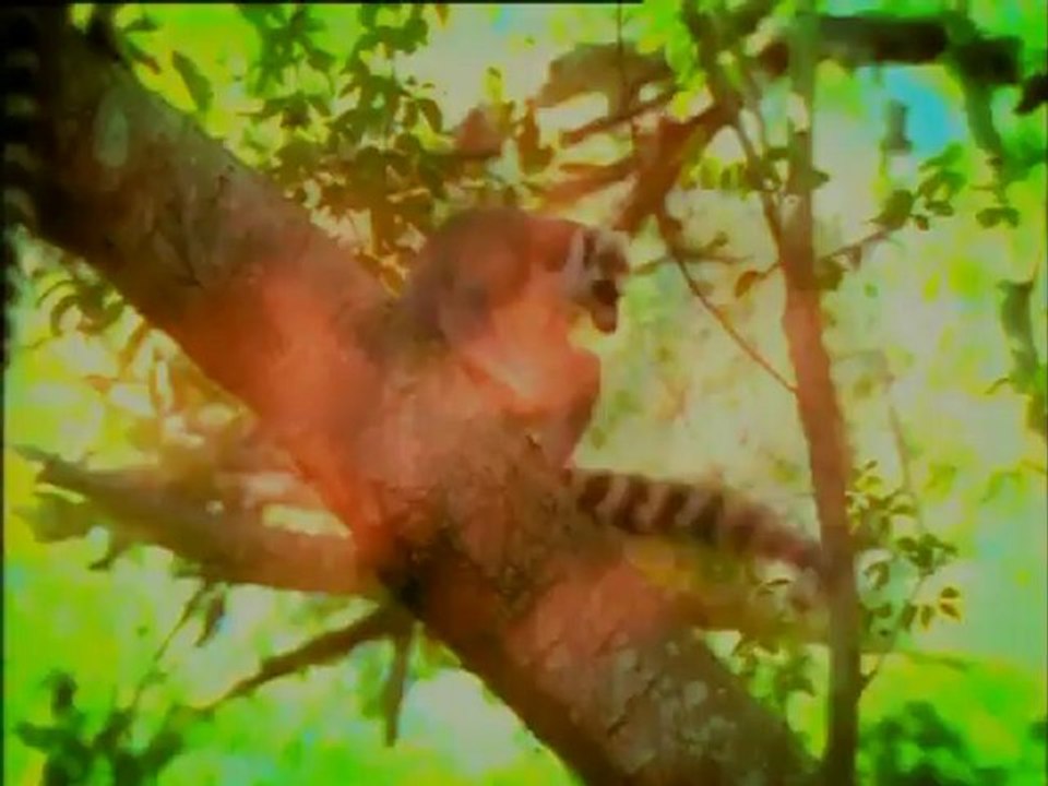 Η ΕΡΩΤΙΚΗ ΖΩΗ ΤΩΝ ΖΩΩΝ - Επ04: ΟΙ ...ΔΥΣΚΟΛΟΙ (WILD SEX)