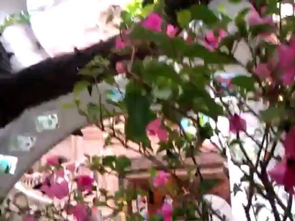 Butterfly pavilion at MGM Macau 2012May19