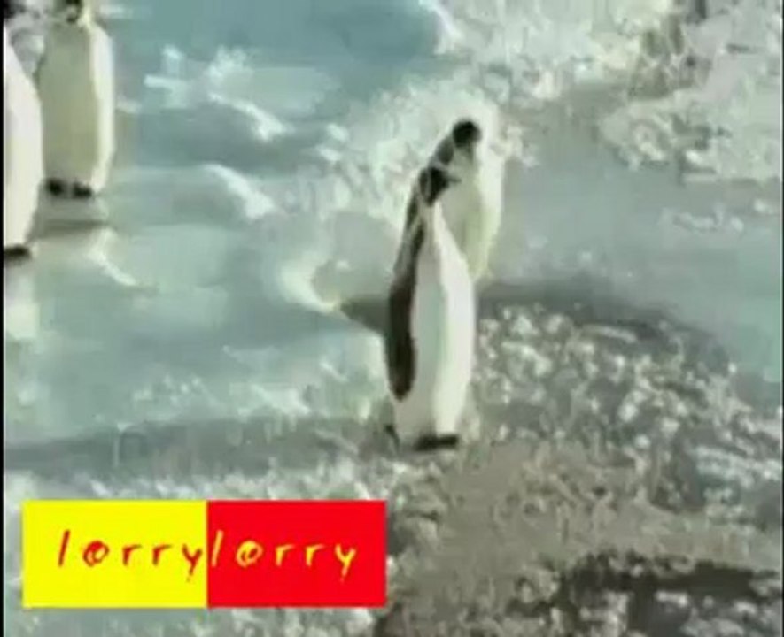 penguin - 1 (9) - Copie.mov