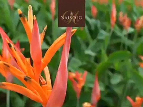 Fijian Island Resorts, Villas - Naisoso Island Updates 2012