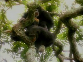 Η ΕΡΩΤΙΚΗ ΖΩΗ ΤΩΝ ΖΩΩΝ - Επ06: ΖΩΩΔΗΣ ΛΙΜΠΙΝΤΟ (WILD SEX)