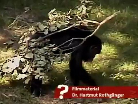 Haben Tiere Humor?