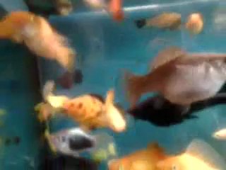 Aquarium Molly Velifera Guppy Molly Ballon Black Molly Pleine Video Dailymotion