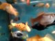 Aquarium - Molly Velifera, Guppy, Molly Ballon, Black Molly Pleine