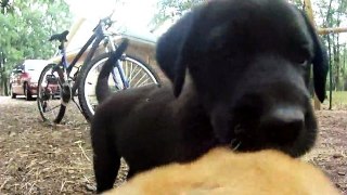 GoPro HD Camera on Puppies and in Slow Motion!