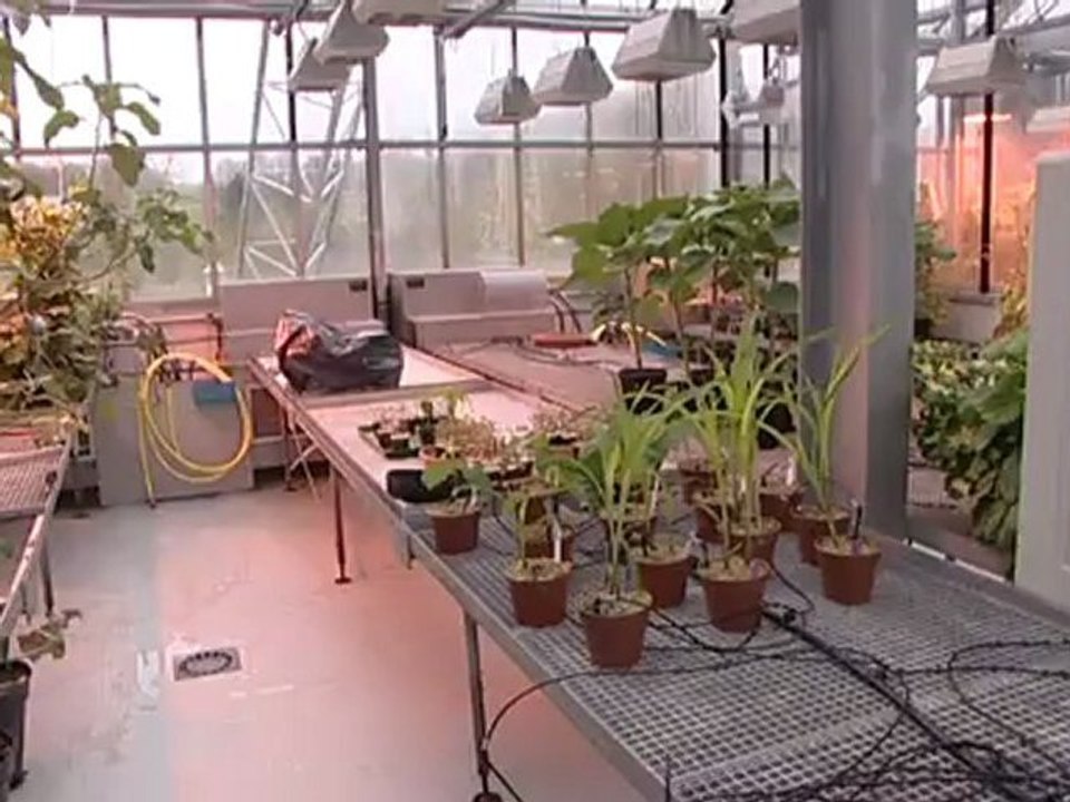 Présentation de l' Institut de Biologie des Plantes - Université Paris Sud - France