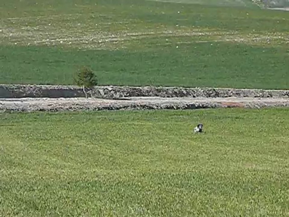 Entrainement Setter blue belton; FLO  en Andalousie. Février 2012