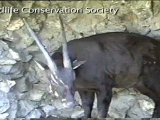 Se cumplen dos décadas del descubrimiento del misterioso saola