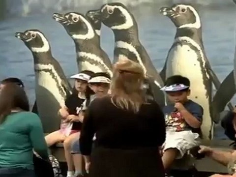 Rescued Penguins Settle into Their New California Home