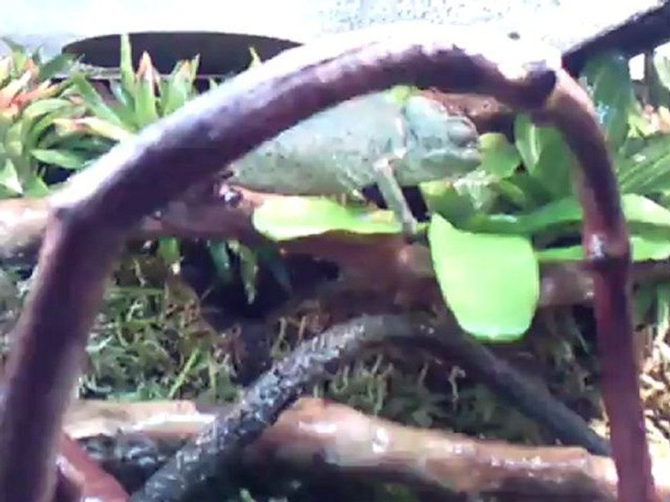 Créer, Construire son Terrarium : Caméléons