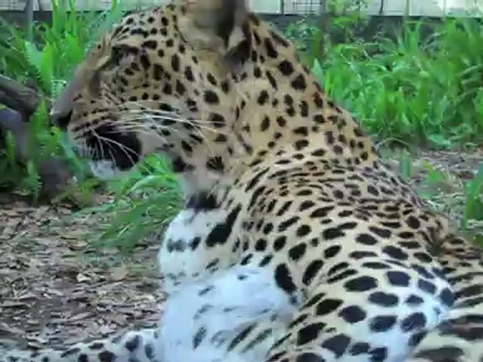 Goofy Leopards!