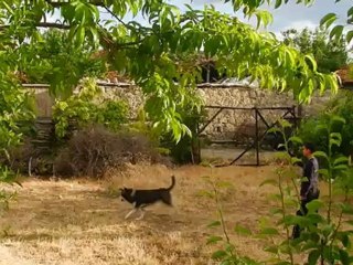 SİBİRYA KURDU SEVENLER