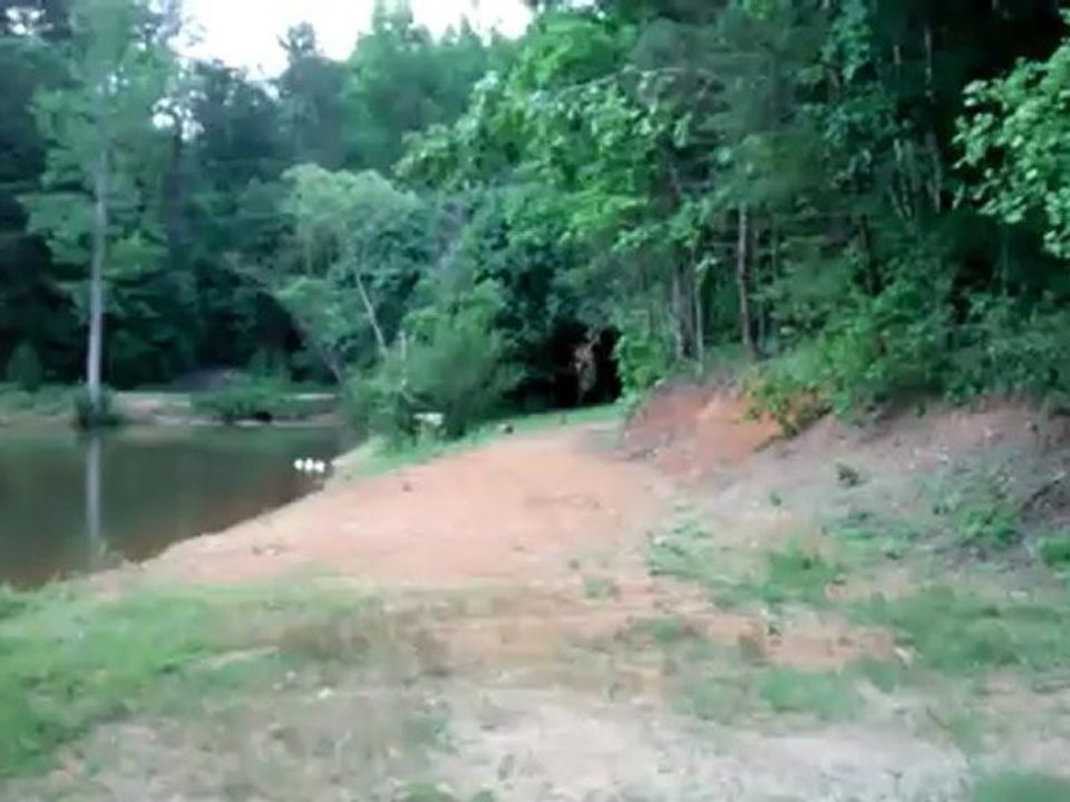 Lots of noise by the pond