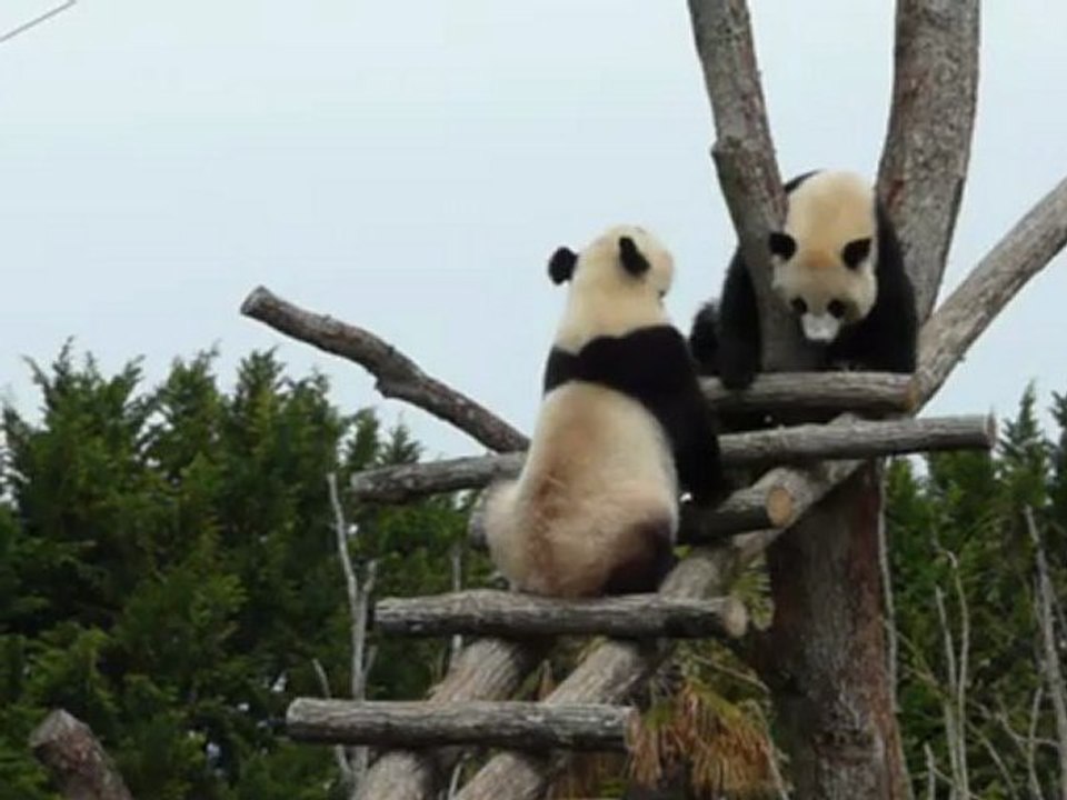 Les Pandas-Zoo de Beauval