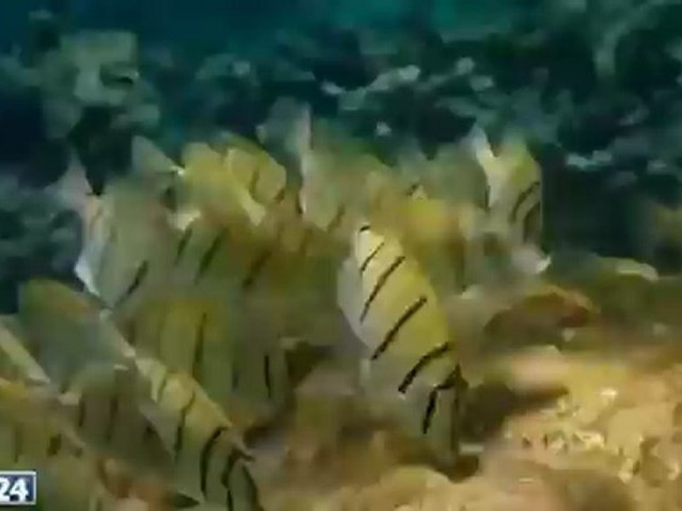 Unser blauer Planet - Im Korallenmeer - Natur & Wildlife - N24