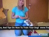 Train Your Dog DVDs - How To Train Your Dog 05/21/12  -4-