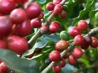 Brazil Eyes Coffee Harvest Record After Busy Growing Season