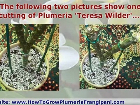 Staking Plumeria Cuttings And Plumeria Plants At Planting Time