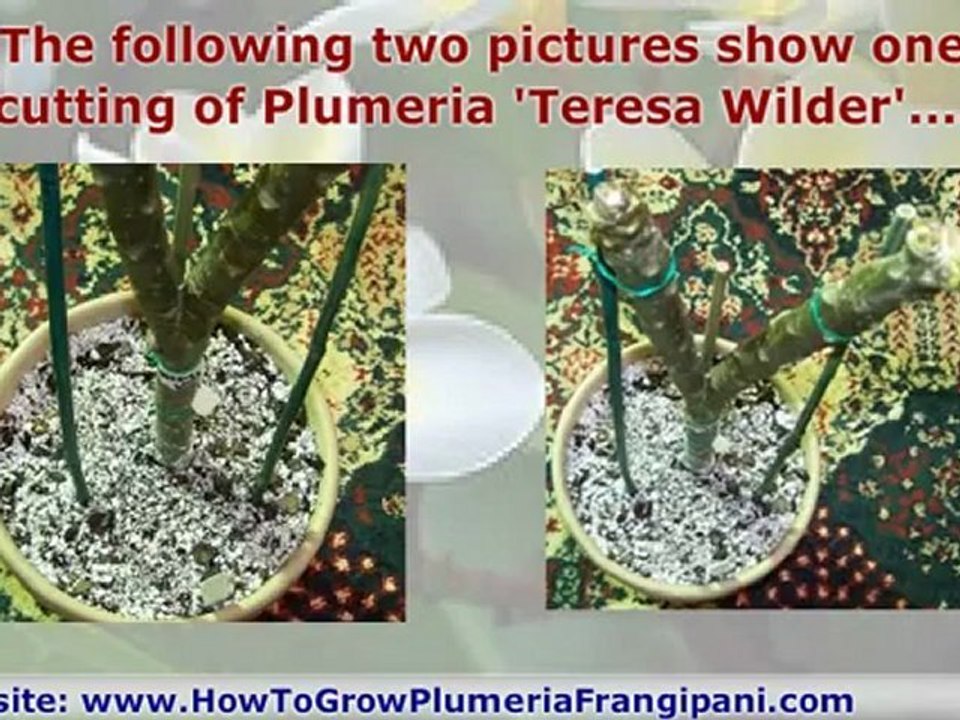 Staking Plumeria Cuttings And Plumeria Plants At  Planting Time