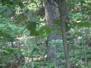 Ike's Outdoors: 2012 Hog Hunt