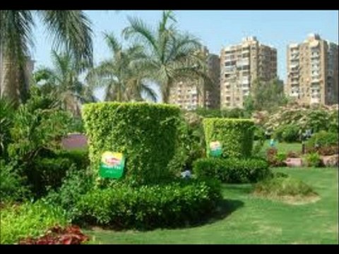 Fincanın Etrafı Yeşil Arzu Görücü