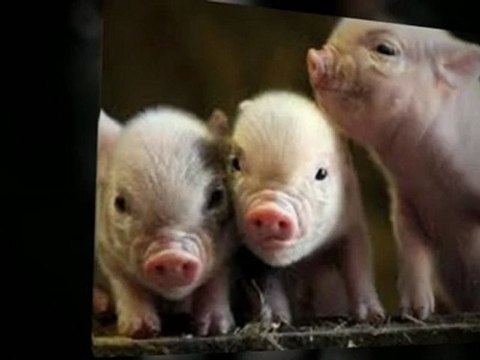 Tea Cup Pigs - All Variety Of Teacup Pig For Sale