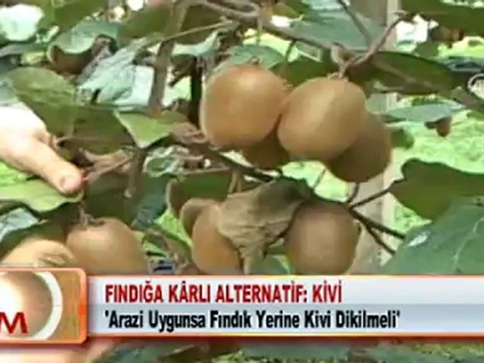 FINDIĞA KÂRLI ALTERNATİF: KİVİ 18.05.2012