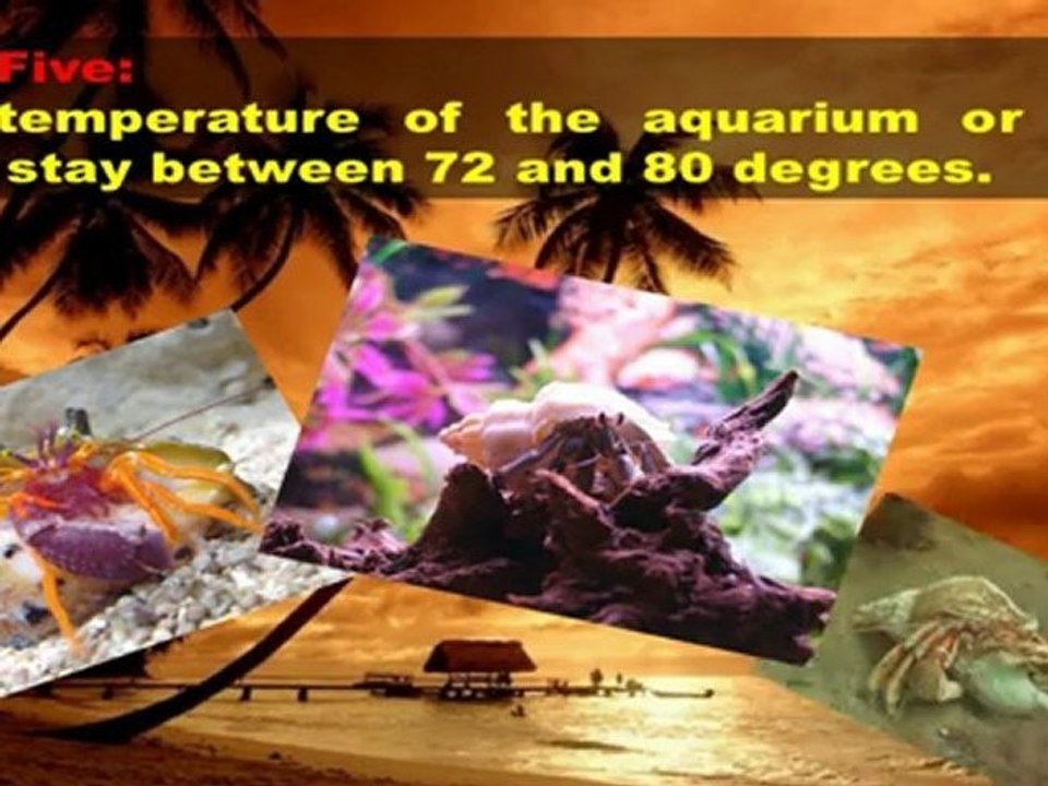 Hermit Crab Breeding