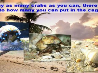 Hermit Crabs Information