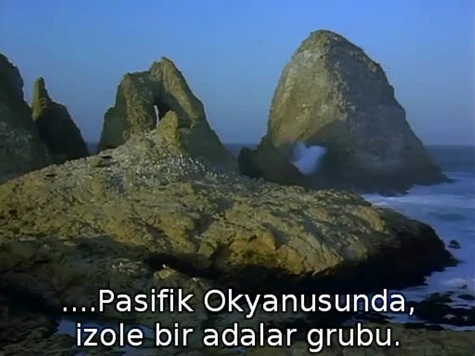 Vahsi Yasam -  (2)