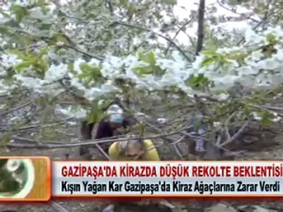 GAZİPAŞA’DA KİRAZDA DÜŞÜK REKOLTE BEKLENTİSİ 22.05.2012