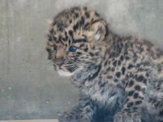 Zoo de Mulhouse : Naissance d’une panthère de l'Amour
