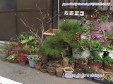 Episode3 Investigation series By Japan Weekly Gardening TV