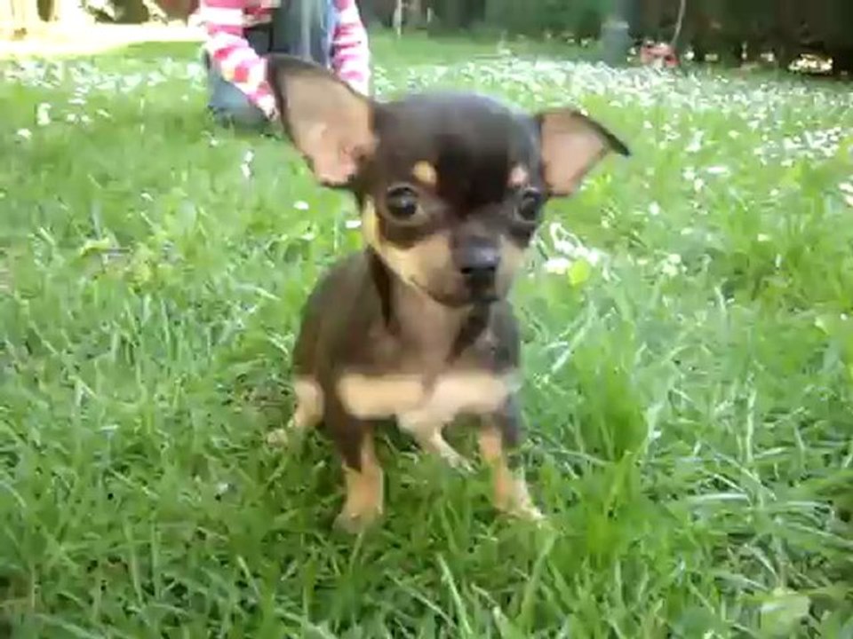 chihuahua 1