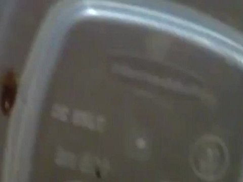 Bed Bug Images | Fully Fed Bed Bug Nice and Fat | Bed Bug Pictures