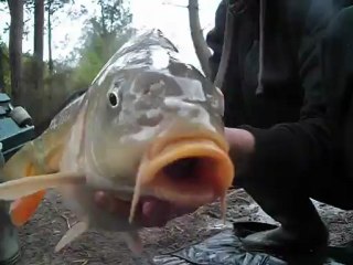 carpe miroir de belle bouche