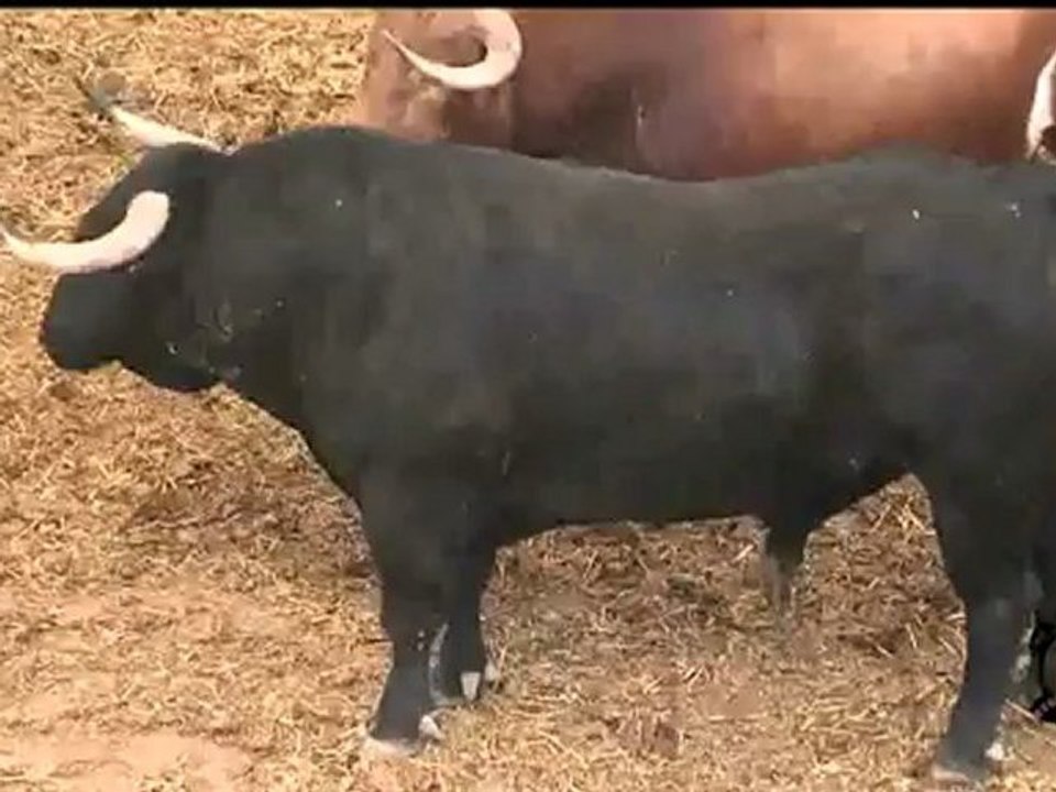 SORTEADOS SEIS TOROS DE ALCURRUCÉN PARA SAN ISIDRO