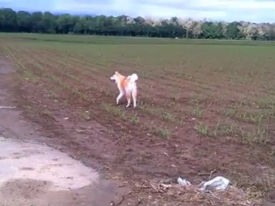 Tsankha tu viens me voir