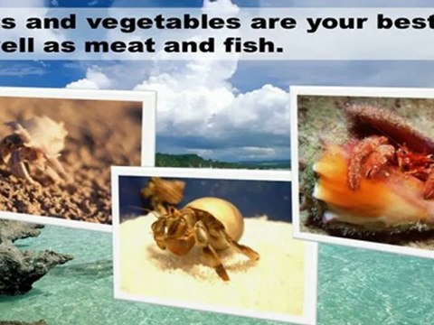 Hermit Crabs And Care