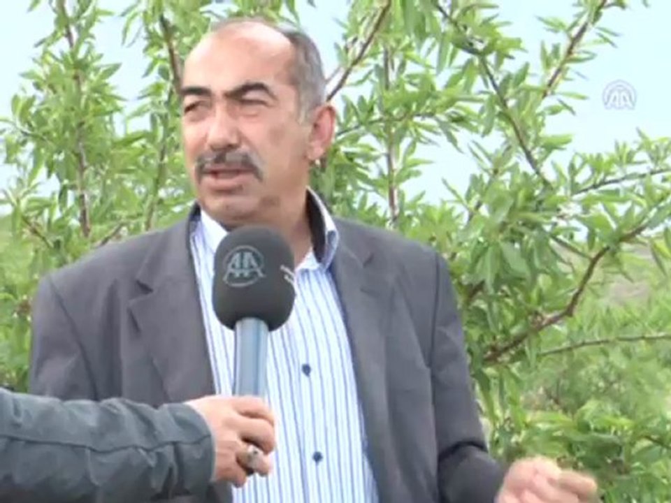 ''Dağa Baktı'' Badem Oldu