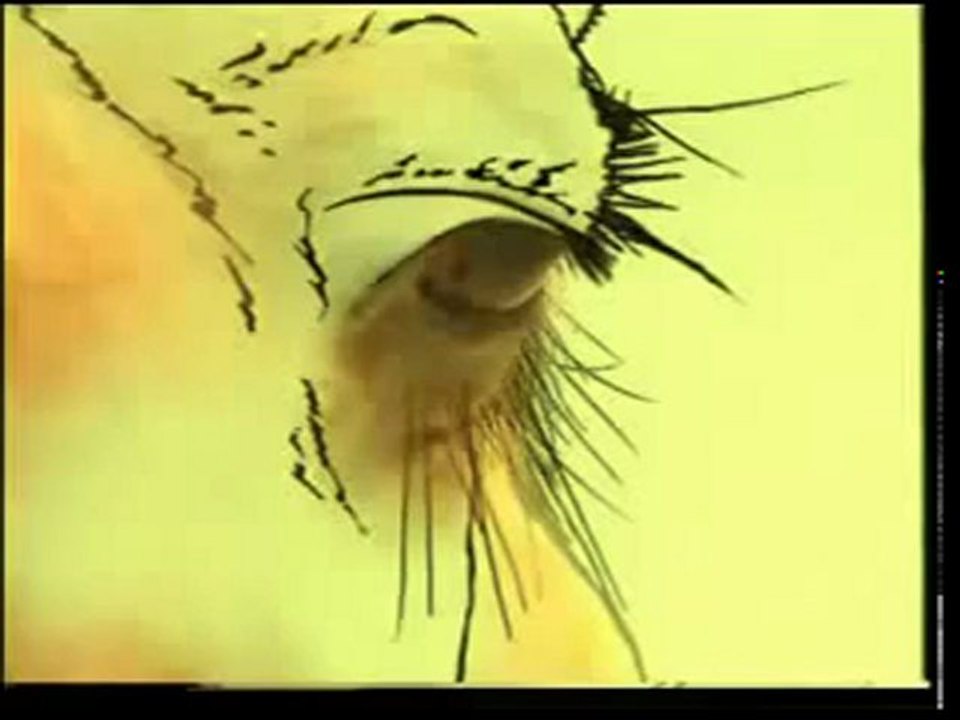 Ich beweise euch dass Gott 100% existiert