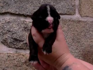 femelle bringée 10 jours de Ginger et E'hélios