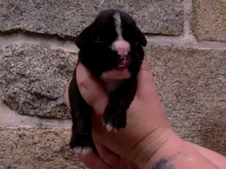 femelle bringée 10 jours de Ginger et E'hélios