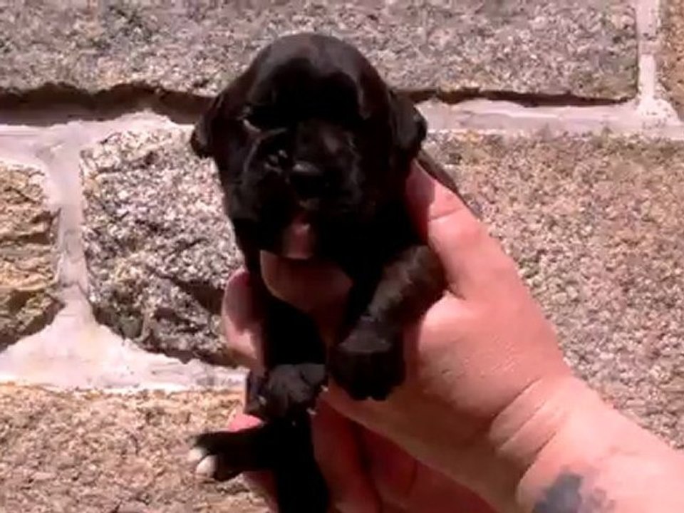 mâle bringé 10 jours de Ginger et E'hélios