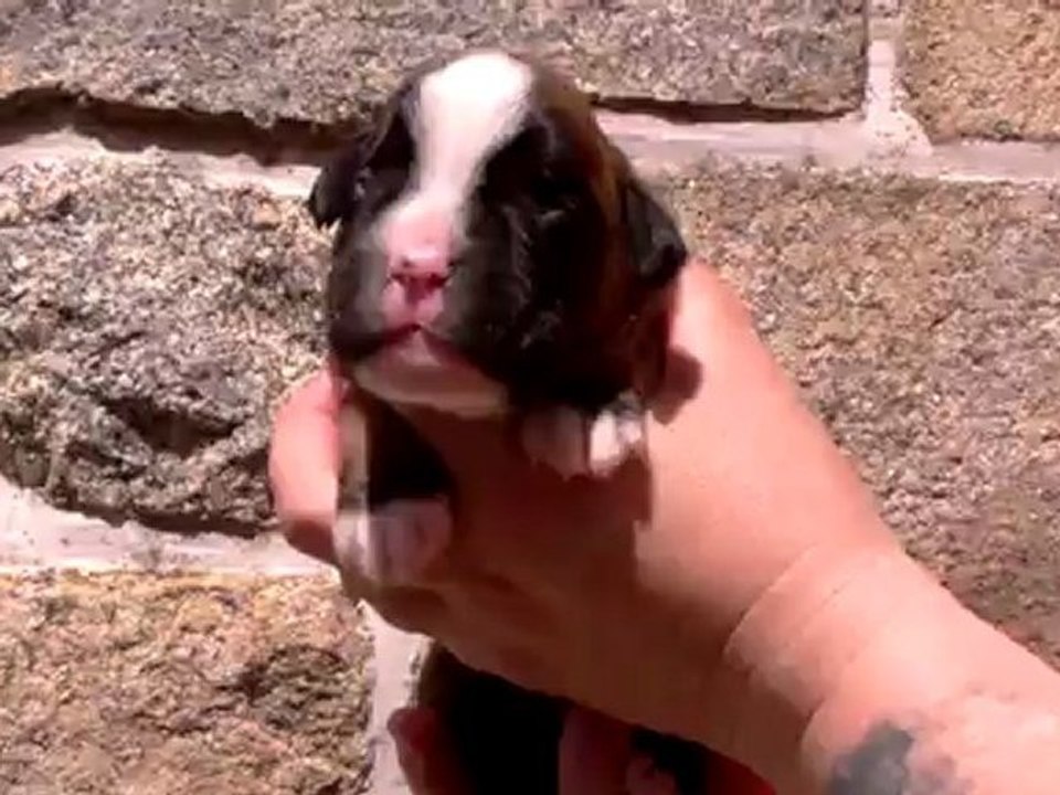 femelle fauve 10 jours de Ginger et E'hélios