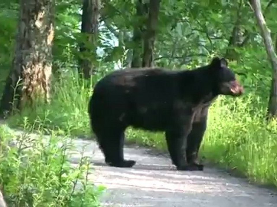 Brigitte Grisanti Black Bear Encounter in Smoky Mountains
