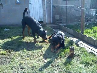 Rottweilers  play in the garden