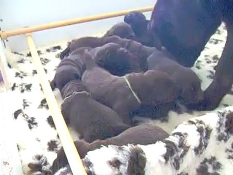 Chiots labrador chocolat de deux semaines - Elevage du Petit Vey